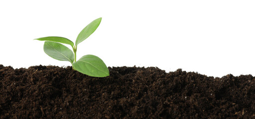 Young plant growing in soil isolated on white