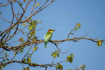 Obraz premium A stunning bee-eater bird with green, yellow, and blue plumage perches on a budding branch beneath a clear blue sky.