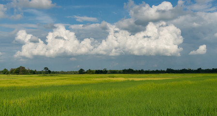 Amazing blue sky is above the green of the ricefields. The wooden bridge walks for the way to the destination. Relaxing core concepts. selection focus.