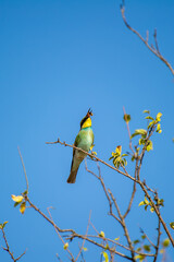 A vivid bee-eater grips an insect in its beak while perched on a leafy branch under a clear blue sky.