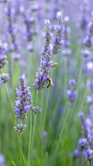 Obraz premium lavender field in provence