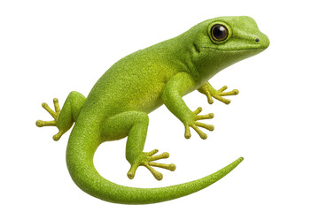 Fototapeta premium Bright green gecko isolated on transparent background, detailed studio shot