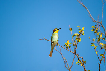 Obraz premium A brilliantly hued european bee-eater bird rests on a leafy branch beneath a clear blue sky.
