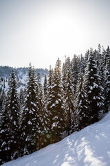 Snowy Evergreen Forest Scene with Sunlight and Mountains in Background