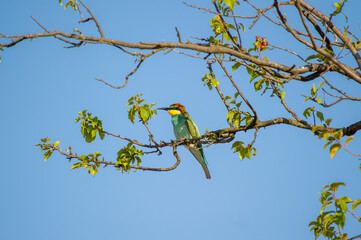A brilliantly hued european bee-eater bird rests on a leafy branch beneath a clear blue sky.