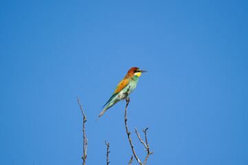 A vibrantly colored  european bee-eater bird perches gracefully on a bare branch against a clear blue sky.