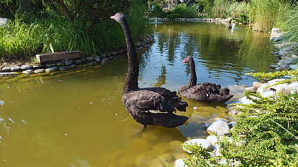 Majestic beautiful tranquil photo image flock of two black swans in the park swimming in pond in...