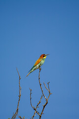 A vibrantly colored  european bee-eater bird perches gracefully on a bare branch against a clear blue sky.