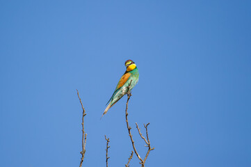 A vibrantly colored  european bee-eater bird perches gracefully on a bare branch against a clear blue sky.
