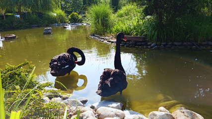 Majestic beautiful tranquil photo image flock of two black swans in the park swimming in pond in...