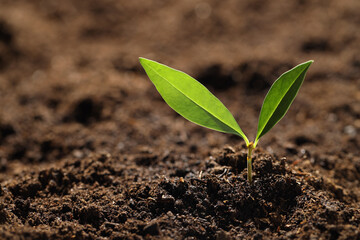 Young plant with green leaves growing from soil, closeup