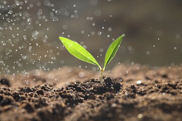 Water drops falling onto young plant with green leaves in soil outdoors, closeup