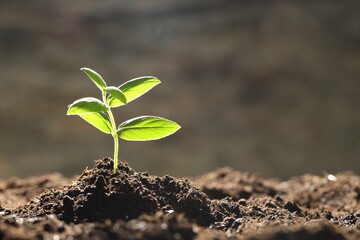 Young plant with green leaves growing from soil outdoors, closeup. Space for text