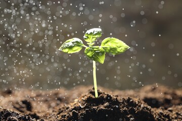 Water drops falling onto young plant with green leaves in soil outdoors, closeup