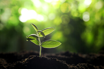Young plant with green leaves growing from soil outdoors, closeup. Space for text