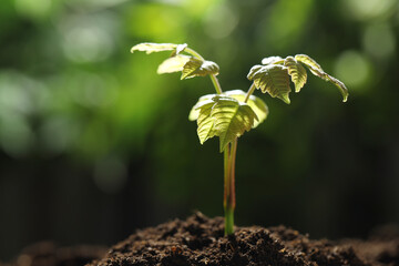 Young plant with green leaves growing from soil outdoors, closeup