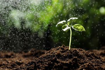 Water drops falling onto young plant with green leaves in soil outdoors, closeup. Space for text