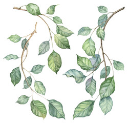 Detailed realistic green ivy leaves on twigs isolated on transparent background. Watercolor hand painted botany. Green liana, stems set