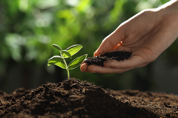 Woman putting soil under young plant outdoors, closeup