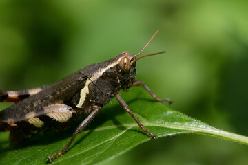 Close up brown grasshopper perched on green leaf in nature.