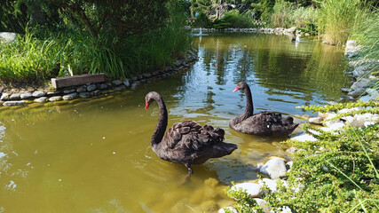 Majestic beautiful tranquil photo image flock of two black swans in the park swimming in pond in...