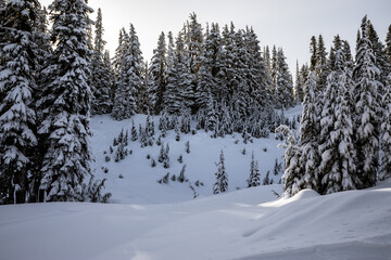 Winter Wonderland: Snowy Pine Forest