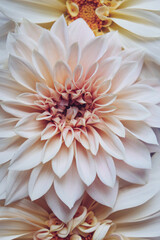 Beautiful fresh cream Cafe au Lait dahlia flowers in full bloom, top down view. Fall blossoms. Floral texture for background.