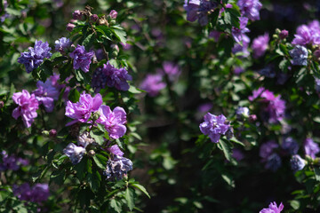 Vibrant purple flowers blooming in a lush green garden during springtime