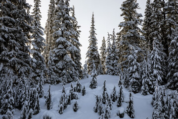 Snowy Evergreen Forest