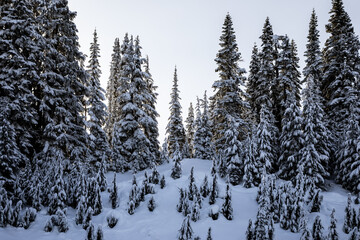 Snowy Pine Forest: Winter Wonderland