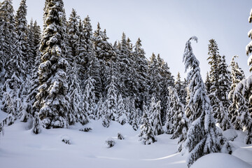 Tranquil Snowy Forest: A Winter Wonderland