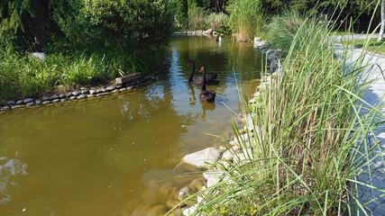 Obraz premium Majestic beautiful tranquil photo image flock of two black swans in the park swimming in pond in summer bright day hd high resolution quality perfect for nature photography wallpaper