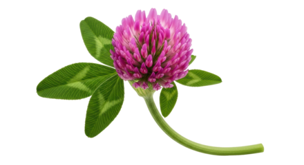 Isolated Red Clover Flower