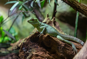 Green Basilisk