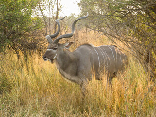 A majestic mature Greater Kudu Bull, Tragelaphus Strepsiceros, with its iconic spiral horns