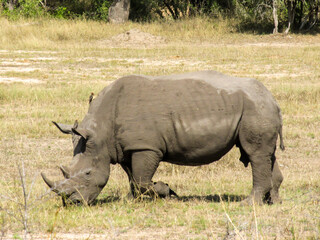 Obraz premium A southern white rhino, Ceratothrium Simum, busy grazing in an open patch of grass in the Kruger National Park, South Africa