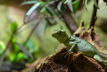 Green Basilisk