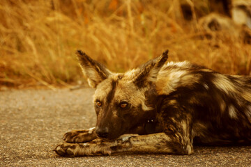 Face of an African Wild dog, Lycaon pictus, laying on the tarmac road in the late afternoon light in the Kruger National Park, South Africa
