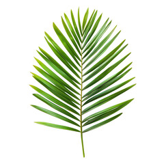 Palm Leaf Sits Still, Tropical Location, Isolated, Close-Up.