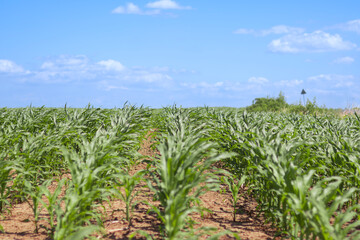 Fototapeta premium Rows of green corn plants under a clear blue sky on a sunny day