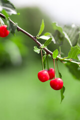 Bright red cherries hanging from a branch on a sunny day, copy space
