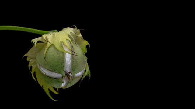 The ripe cotton boll opening and revealing fluffy cotton flower. Opened cotton is ready for harvesting. Growing and harvesting cotton
