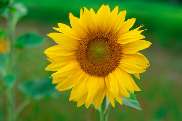 Obraz premium Bright sunflower blooming in a lush green field during daylight