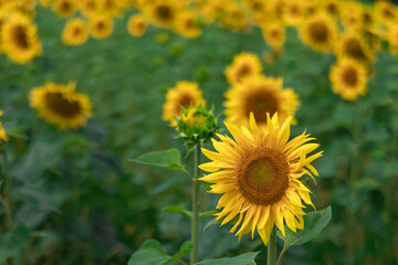 Vibrant sunflowers bloom in a lush green field during sunny daylight