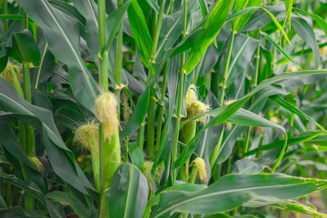 Corn plants with developing ears in a lush green field during summer © Галя Дорожинська