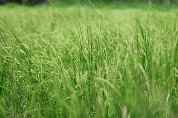 Lush green grass swaying in the gentle breeze on a sunny day