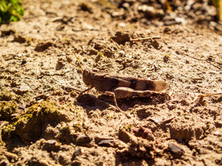 Brown grasshopper camouflaged on dry ground.