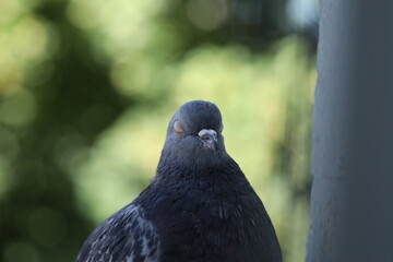	
Funny pigeon with closed eyes. Female Pigeon closeup portrait, pigeon beautiful photography, animal head