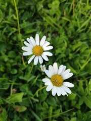 Fototapeta premium Close-Up of Two Daisy Flowers in a Lush Green Meadow