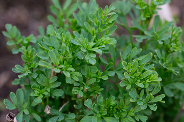 A beautiful graveolens route in the backyard.
